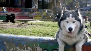 Un husky a cuarenta grados