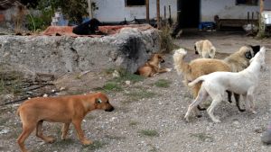 Sokak köpeklerinde son durum: Yetmez ama evet!