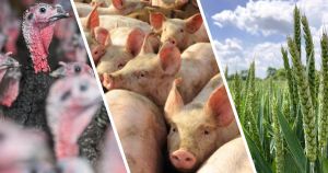 Water investment is 'mission critical' for Norfolk's £2.3bn agri-food economy