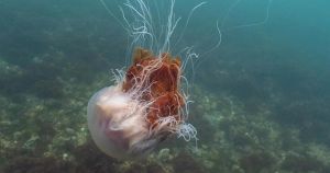 What lurks off Norfolk's mini Great Barrier Reef?