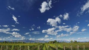 Prosecco, la Doc cresce di altri duemila ettari: richieste boom per il 2027