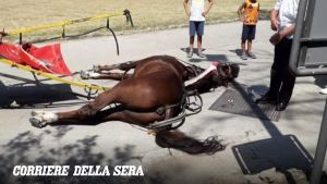 Cavallo morto per il caldo nella Reggia,