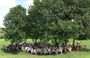 Canicule : pourquoi les vaches aussi devront se battre pour une place à l’ombre