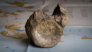 Najranije otkriće dinosaurusa na Antarktiku pronađeno u fioci