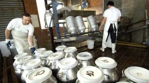 Caldo e mucche stressate: cala la produzione di latte nella Marca