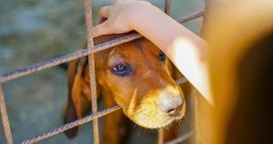Letter: Shelter is reaching crisis point