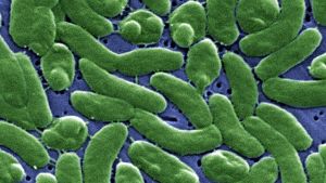 La bacteria que sube cuando sube la temperatura del mar