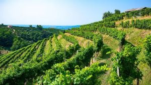 Il Prosecco Doc si allarga: verso quota 30 mila ettari tra Veneto e Friuli
