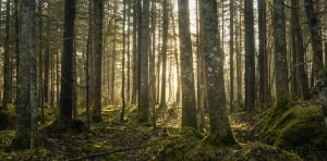 Moving forests to save them: Here are the risks and rewards of assisted tree migration