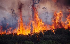 Disaster mitigation won't prevent flood, or drought and fire