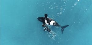 Upside‑down whales aren’t sick or hurt – they’re just resting