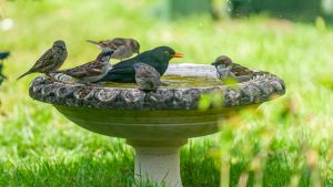 Querbeet: So schaffen Sie kleine Wasserwelten für den Garten