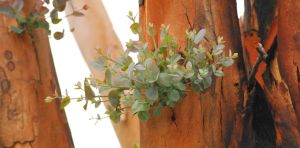 Wilsons Prom has been scarred by bushfires. It may help us protect other fire‑prone forests