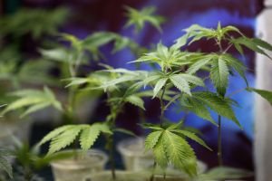 California promised a legal weed market. It built a mess instead