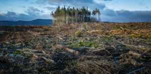 New study finds clear‑cut logging can dramatically increase flood risk
