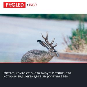 Митът, който се оказа вирус: Истинската история зад легендата за рогатия заек
