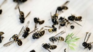 Tre skadedyr giver enorm travlhed lige nu: - Det er helt vanvittigt