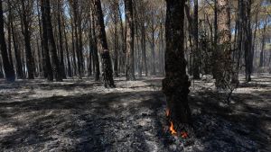 El que els incendis ens expliquen