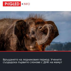 Връщането на ледниковия период: Учените създадоха първите слонове с ДНК на мамут