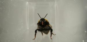 Bees ‘facial expressions’ may be a sign of their inner lives
