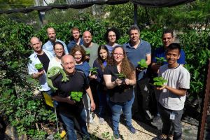 Weizmann Creates Plant Producing Psychedelics for New Therapies