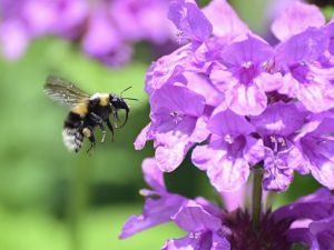 Våre minste i naturen - insektene