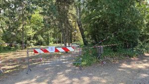 Ramo si stacca dall’albero. Ferita una ragazza al parco