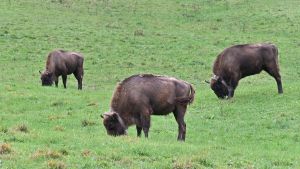 Tierisches Thal: Unser Kolumnist über Wisente, Hunde und Pferde