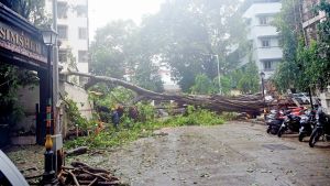 “Mid-Day Opinion: Falling trees. Fading vision”