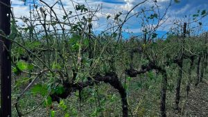 Grandine nella Marca, danni per tre milioni: a Vallonto distrutte 4 vigne su 5