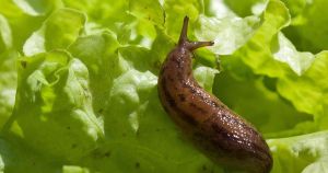 Science breakthrough bolsters farmers' genetic defences against slimy crop pest