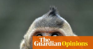 Why would we show an optical illusion to a monkey or a sparrow? To learn how they experience time, of course
