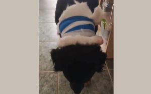 Köpeğe saldırmak için evin bahçesine girdi: “5-6 kez bıçakla saldırdı”