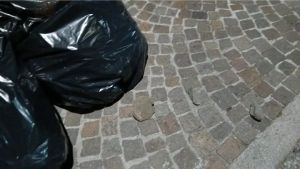 Rissa in viale XXIII Marzo a Udine: «Autobus fermato e bottiglie lanciate in strada»