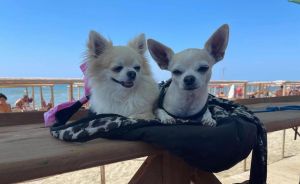 Spiagge amiche dei cani: a Calambrone esistono due realtà che offrono servizi a proprietari e pet