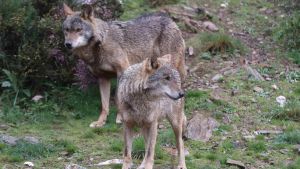 Medio Rural aumenta las indemnizaciones por daños de la fauna silvestre