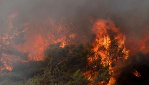 Waar blijven de (inter)nationale crisiscomités tegen klimaatverandering en voor behoud van de natuur?