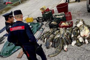 Ferrara, violenza sugli animali: morti e maltrattamenti i reati più diffusi