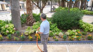 Ya hay quien le escriba a las jacarandas