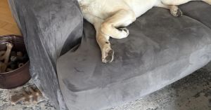 Work Like a Dog