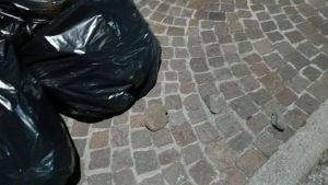 Scoppia la lite sul bus a Udine: l’autista ferma il mezzo e in strada volano sassi