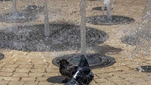 El verdadero coste de las olas de calor