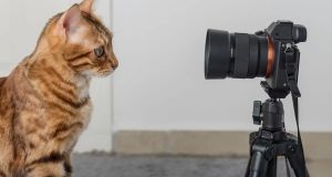 Cats are notoriously tricky to train. Here’s how animal handlers get cats to ‘act’ in TV and film.