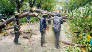 “Mid-Day Opinion: Fallen trees need to be cleared off roads quickly”