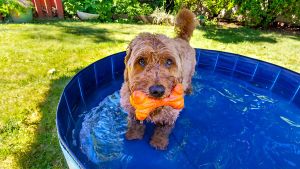 Colpi di calore. Come tutelare gli animali
