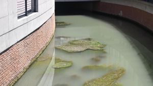 Riva Reno, nel Naviglio acqua torbida e alghe. Foto virali sui social