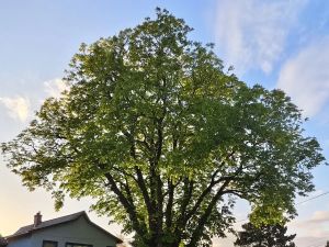 Douglas Todd: Tough watering restrictions threaten Metro Vancouver’s trees With the average Metro Vancouver tree living less than eight years, horticulturalists urge politicians to get out the message that trees need deep watering, even during restrictions.