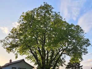 Douglas Todd: Tough watering restrictions threaten Metro Vancouver’s trees