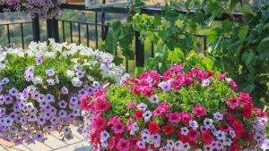 Vole sunce i dugo cvetaju: Uz ove biljke terasa će vam biti puna boja tokom celog leta