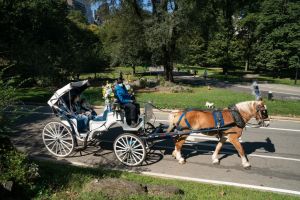 Protect workers and horses with reforms